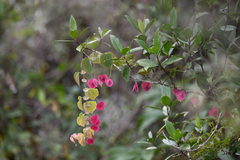 Passiflora membranacea