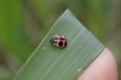 Platynaspis maculosa