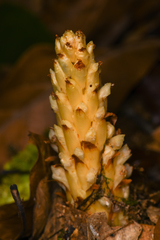 Conopholis panamensis