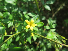 Chrysojasminum floridum