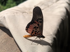 Acraea perenna