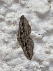 Ecleora solieraria