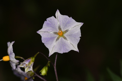 Solanum longiconicum