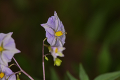 Solanum longiconicum