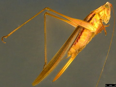 Conocephalus semivittatus