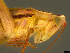 Conocephalus semivittatus