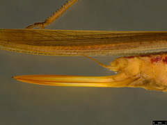 Conocephalus semivittatus