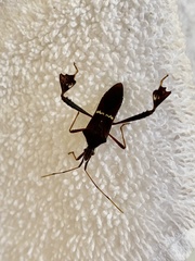 Leptoglossus concolor image