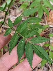 Solanum longiconicum
