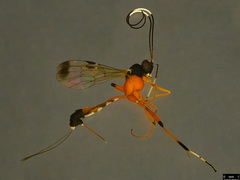 Leptobatopsis mesominiata