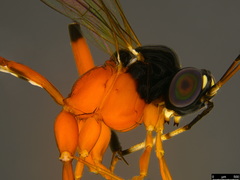 Leptobatopsis mesominiata