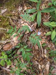 Solanum longiconicum