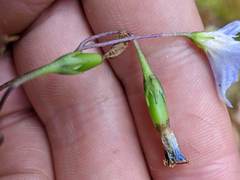 Solanum longiconicum