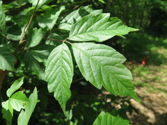 Acer henryi