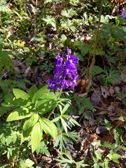 Delphinium tricorne