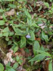 Lobelia longicaulis