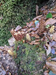 Conopholis panamensis