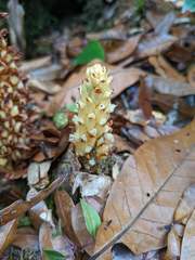 Conopholis panamensis