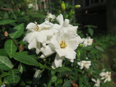 Gardenia stenophylla