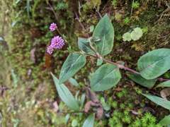 Persicaria capitata
