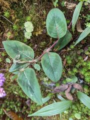 Persicaria capitata