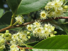 Prunus zippeliana