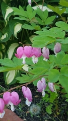 Lamprocapnos spectabilis