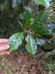 Hieronyma oblonga