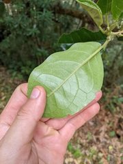 Hieronyma oblonga