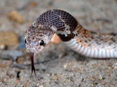 Aspidelaps scutatus intermedius