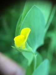 Lathyrus aphaca