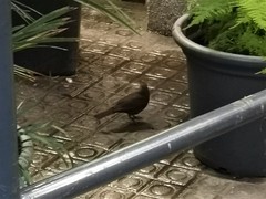 Turdus merula