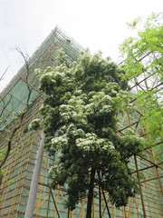 Photinia bodinieri