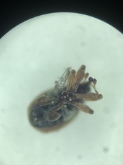 Nanophyinae