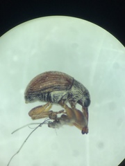 Nanophyinae