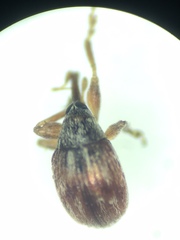 Nanophyinae