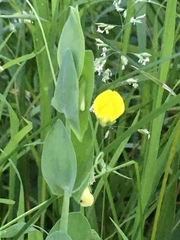 Lathyrus aphaca