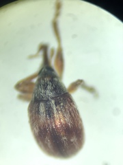 Nanophyinae