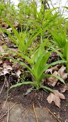 Tradescantia ozarkana