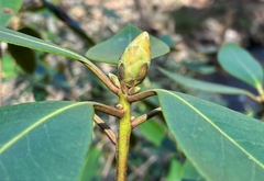 Rhododendron carolinianum