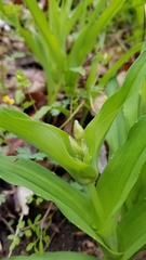 Tradescantia ozarkana