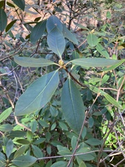 Rhododendron carolinianum
