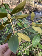 Rhododendron carolinianum
