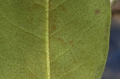 Rhododendron carolinianum
