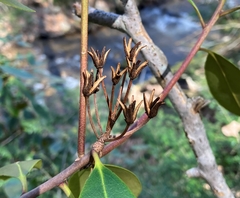 Rhododendron carolinianum