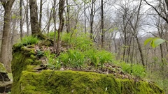 Tradescantia ozarkana