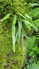 Lepisorus monilisorus