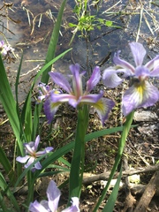 Iris versicolor