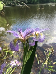 Iris versicolor