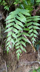 Polypodiastrum mengtzeense